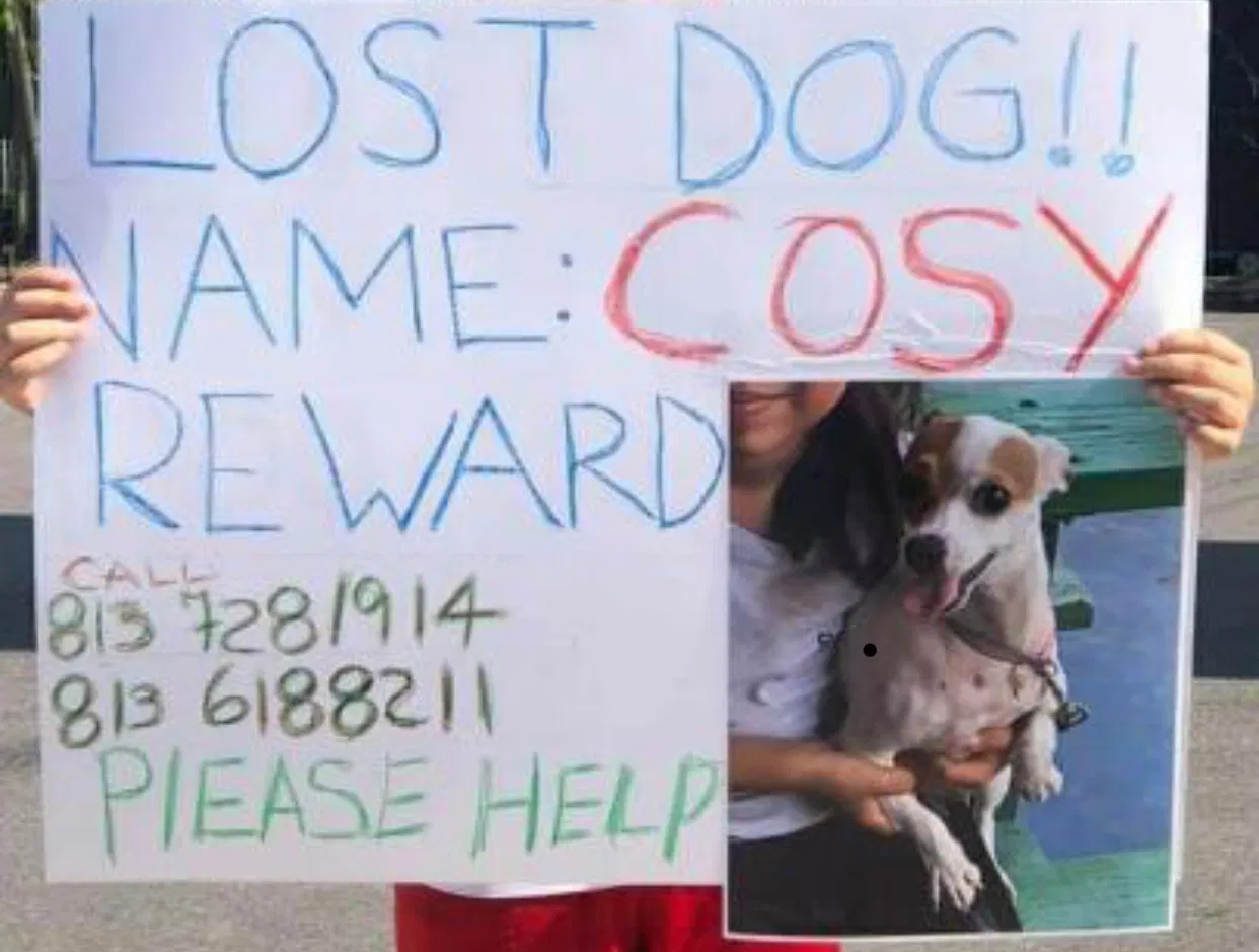 Lost dog in Tampa, FL, 33604