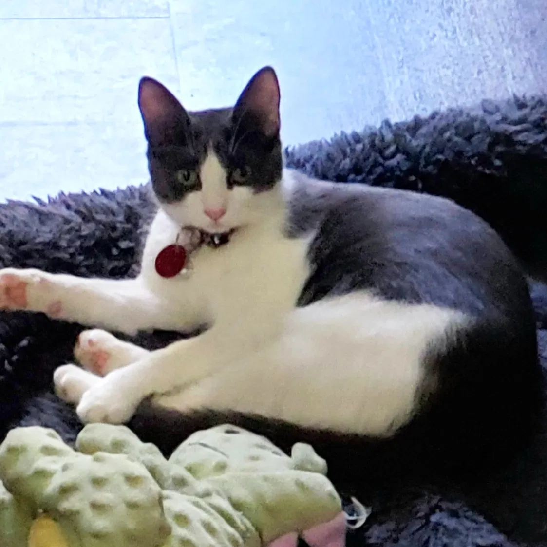 Lost cat in San Diego, CA, 92139