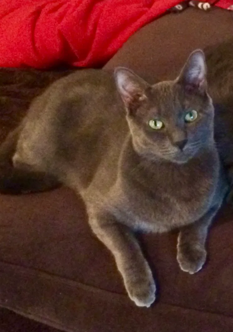 Lost cat in Mahwah, NJ, 7430