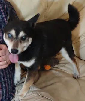 Lost dog in Silver Spring, MD, 20904