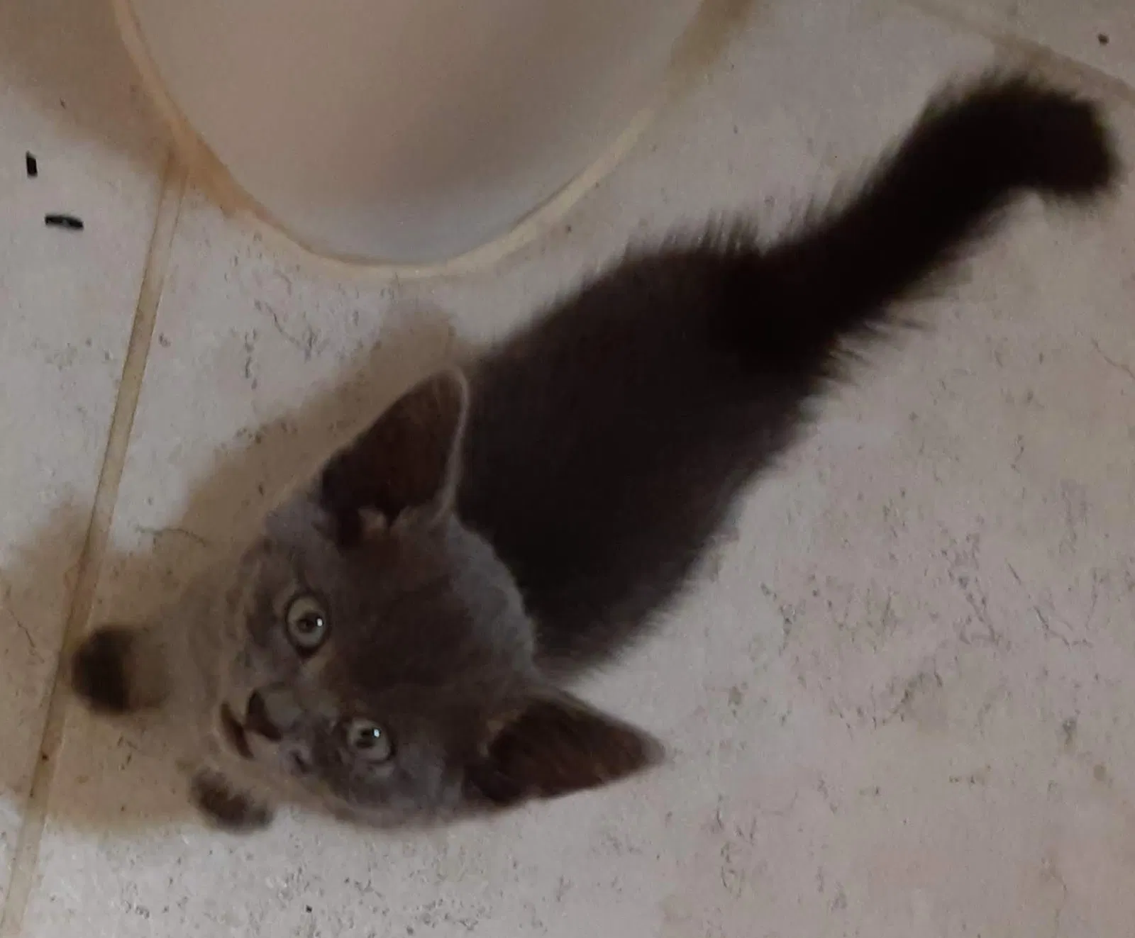 Found cat in Phoenix, AZ, 85014