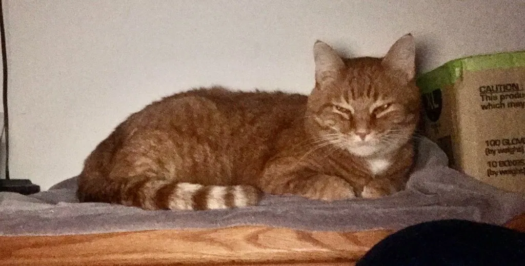 Lost cat in Dayton, OH, 45459