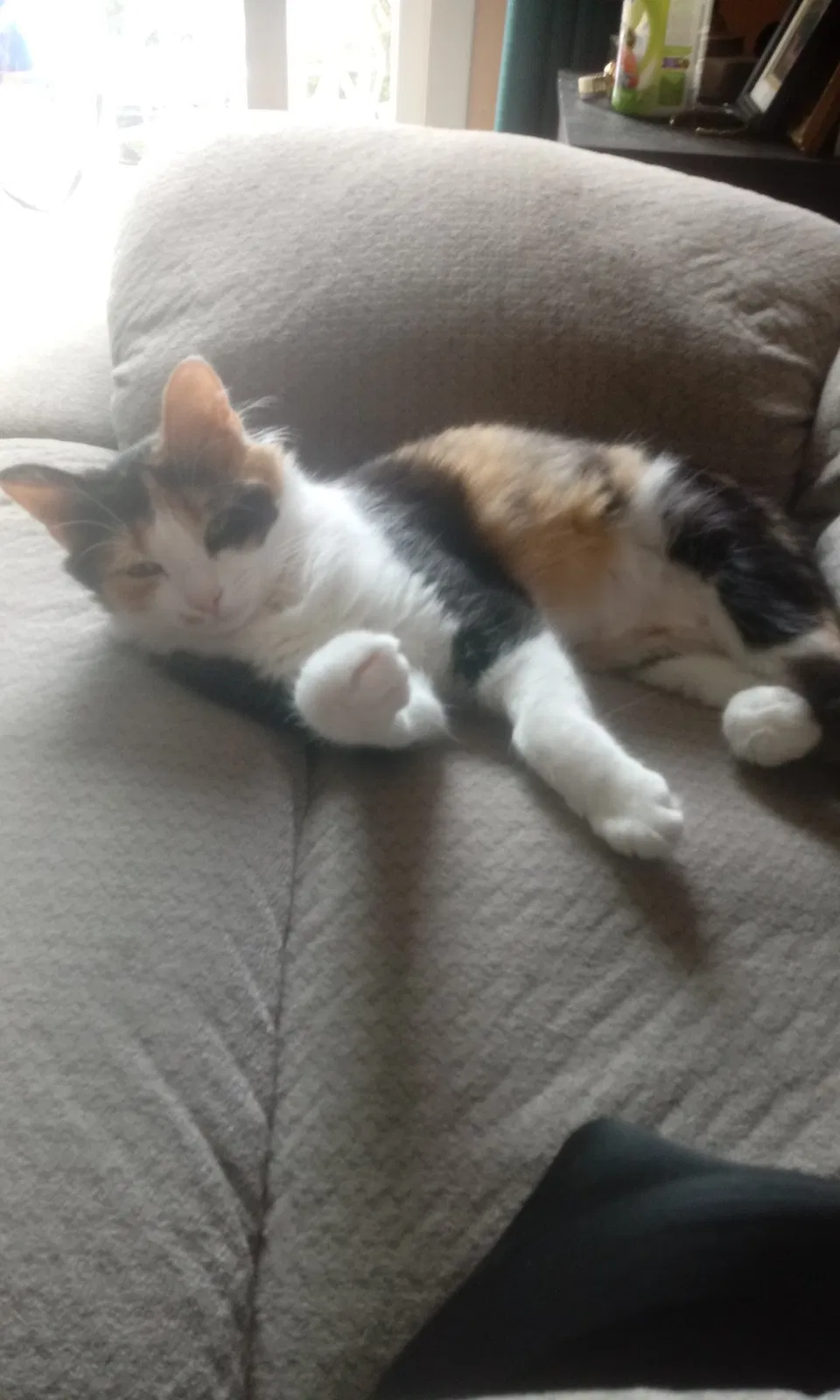 Lost cat in Kure Beach, NC, 28449