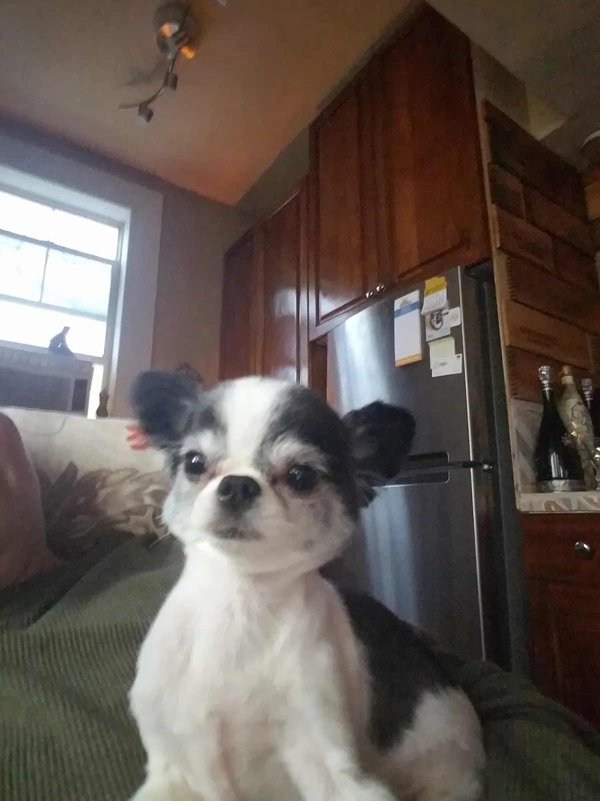 Lost dog in Littleton, CO, 80125