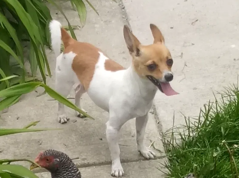 Lost dog in Chicago, IL, 60629