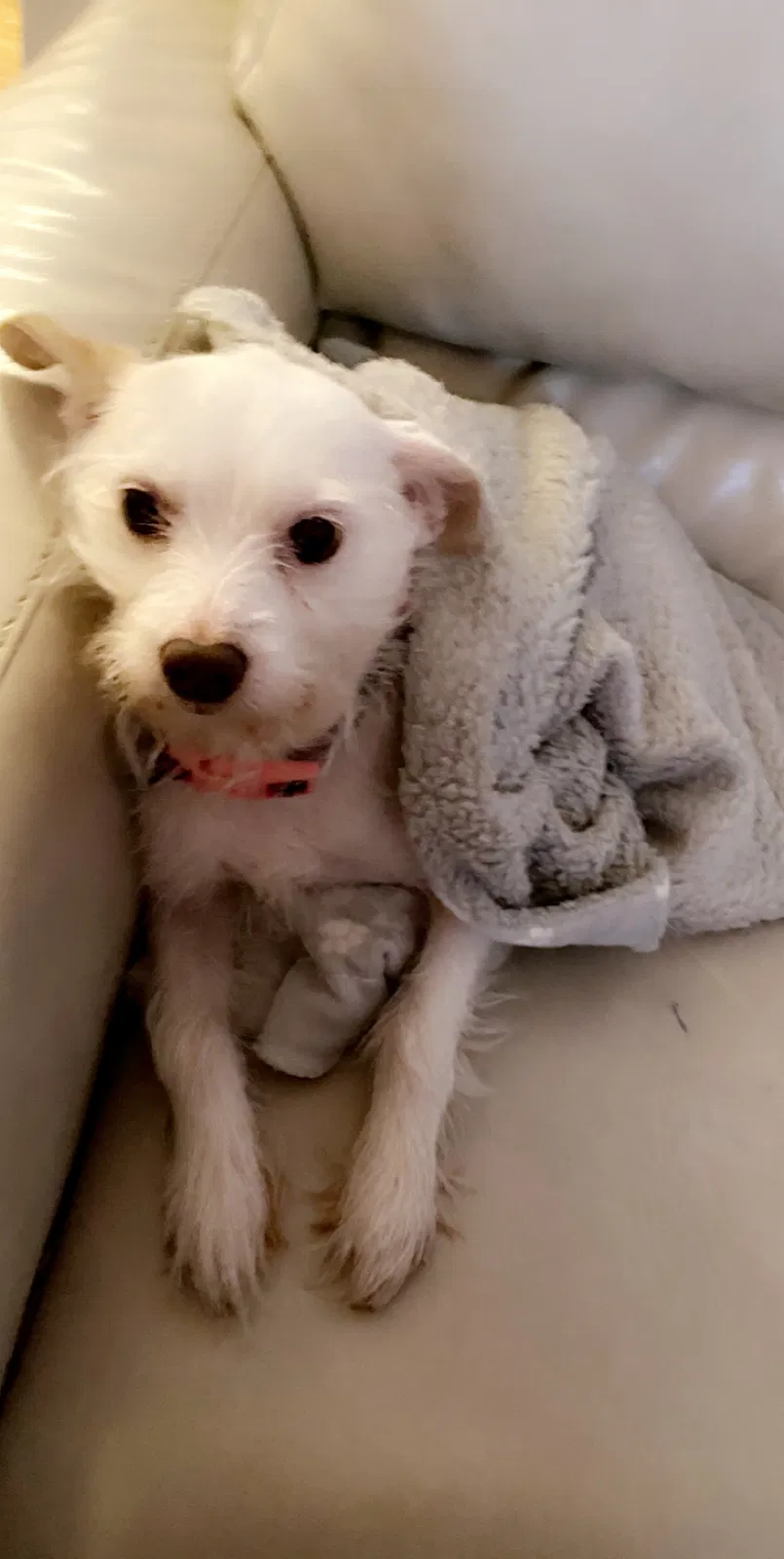 Lost dog in Fort Worth, TX, 76112
