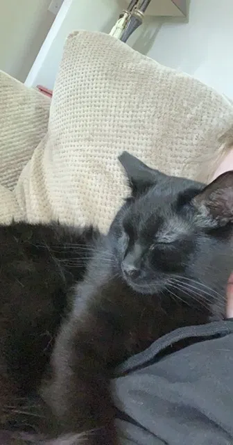 Lost cat in Pontiac, MI, 48340