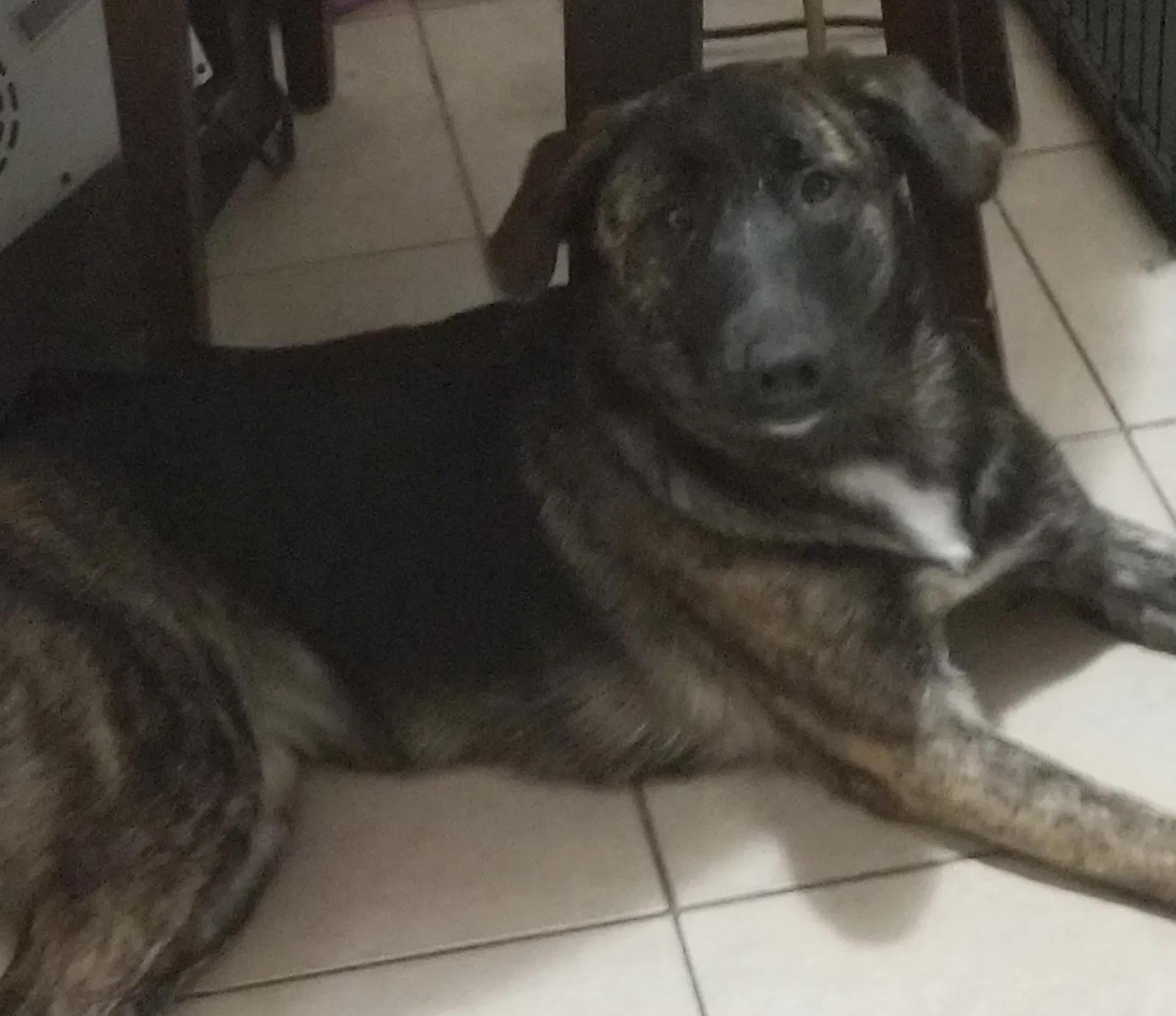 Lost dog in Houston, TX, 77099