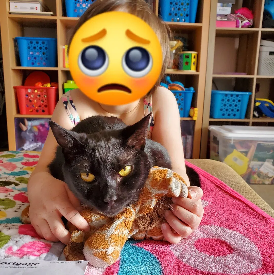 Lost cat in Champlin, MN, 55316