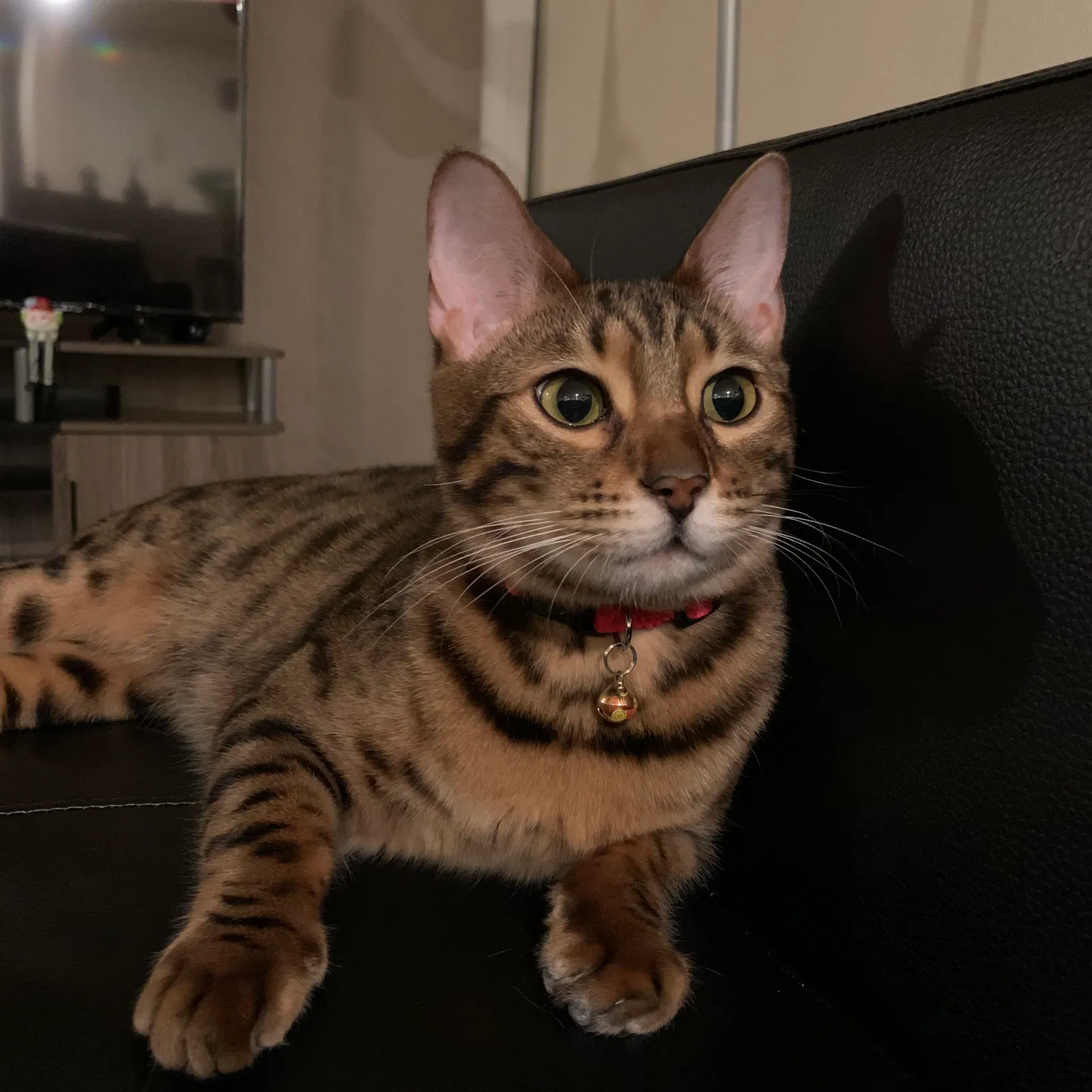 Lost cat in Bellevue, WA, 98007