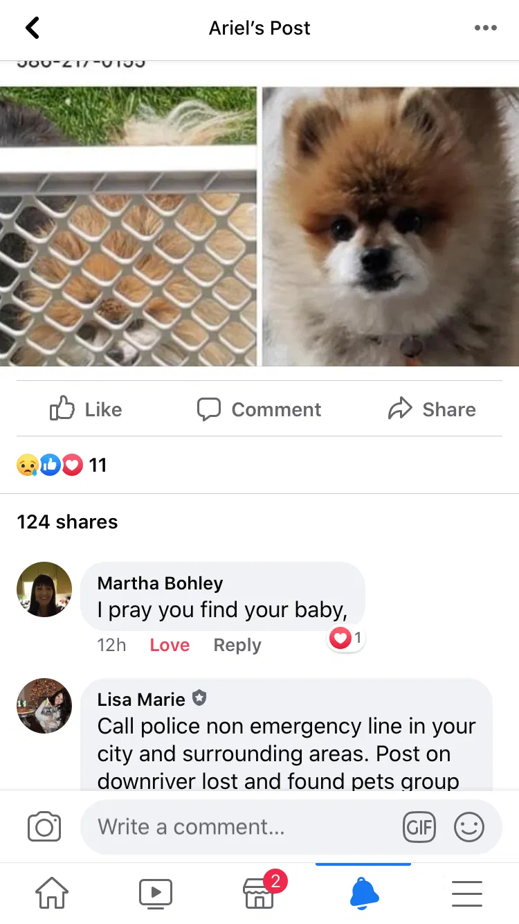 Lost dog in Taylor, MI, 48180