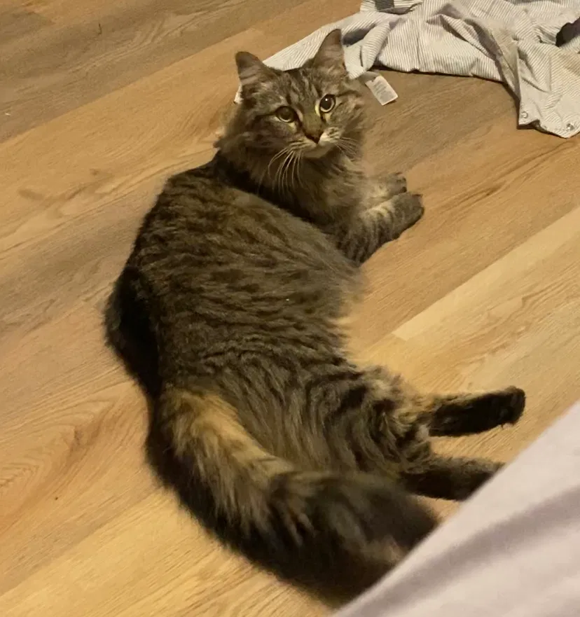 Lost cat in Queen Creek, AZ, 85142