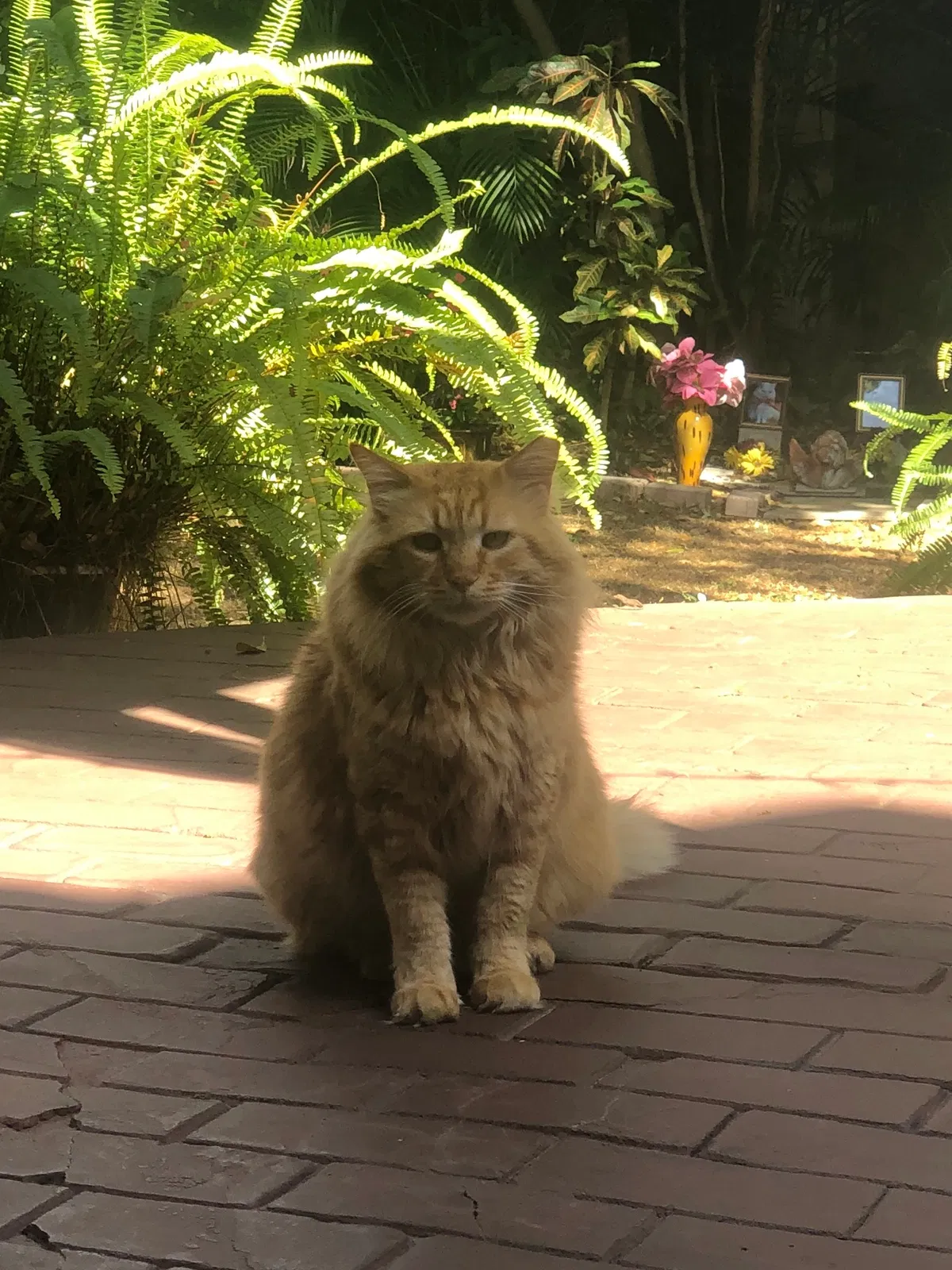 Lost cat in Tampa, FL, 33609
