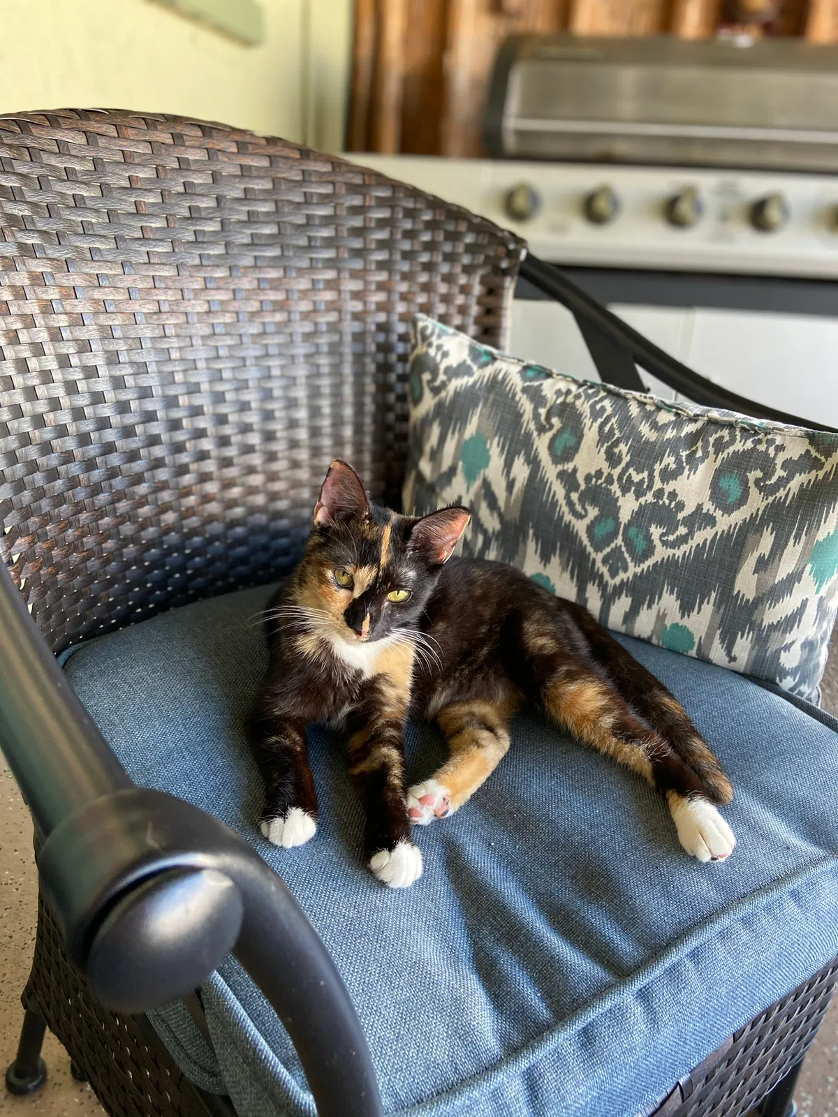 Lost cat in New Port Richey, FL, 34652