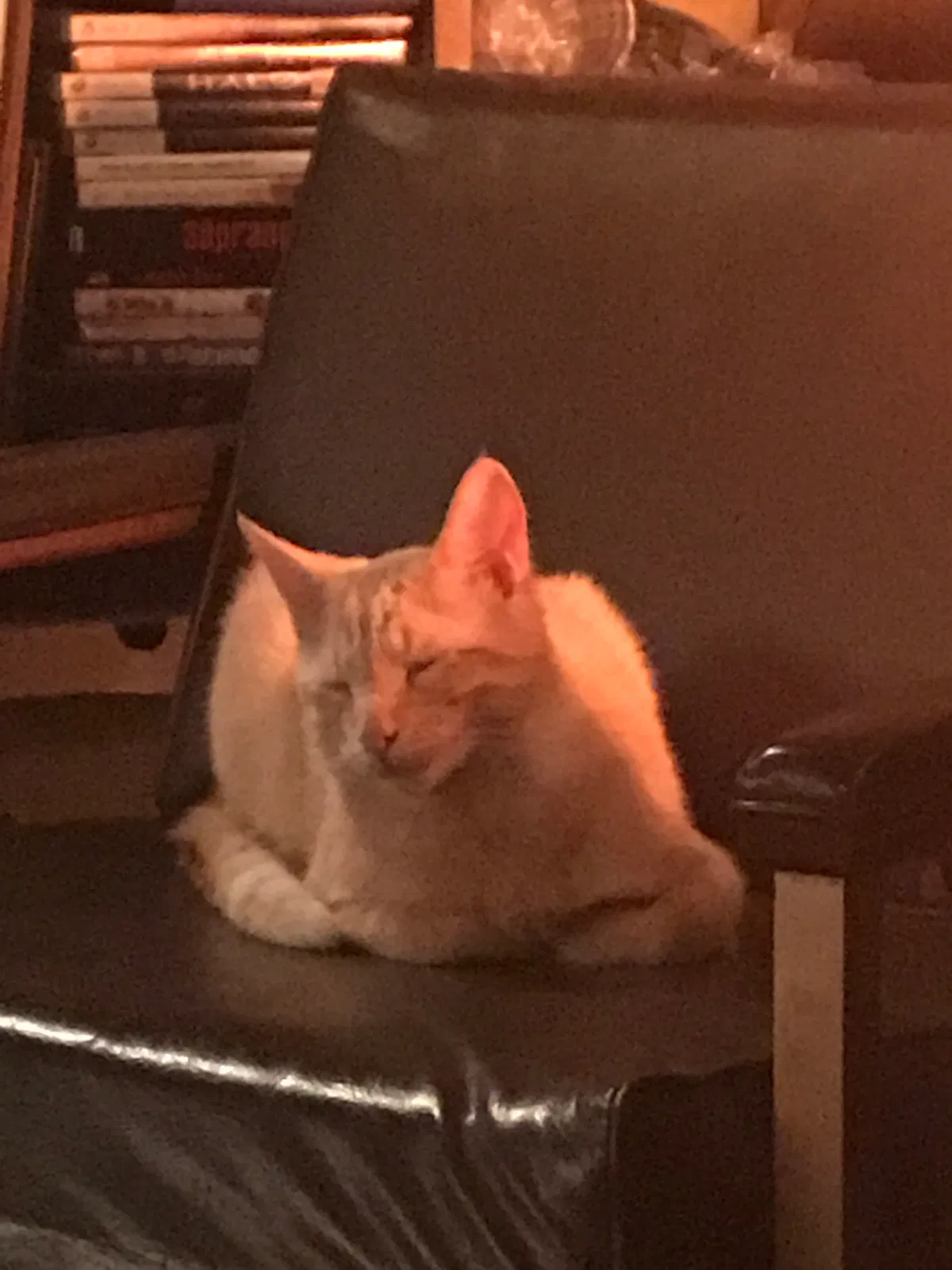 Lost cat in Cleveland, OH, 44129