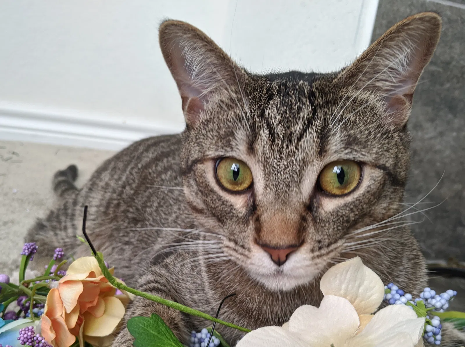 Lost cat in New Braunfels, TX, 78132