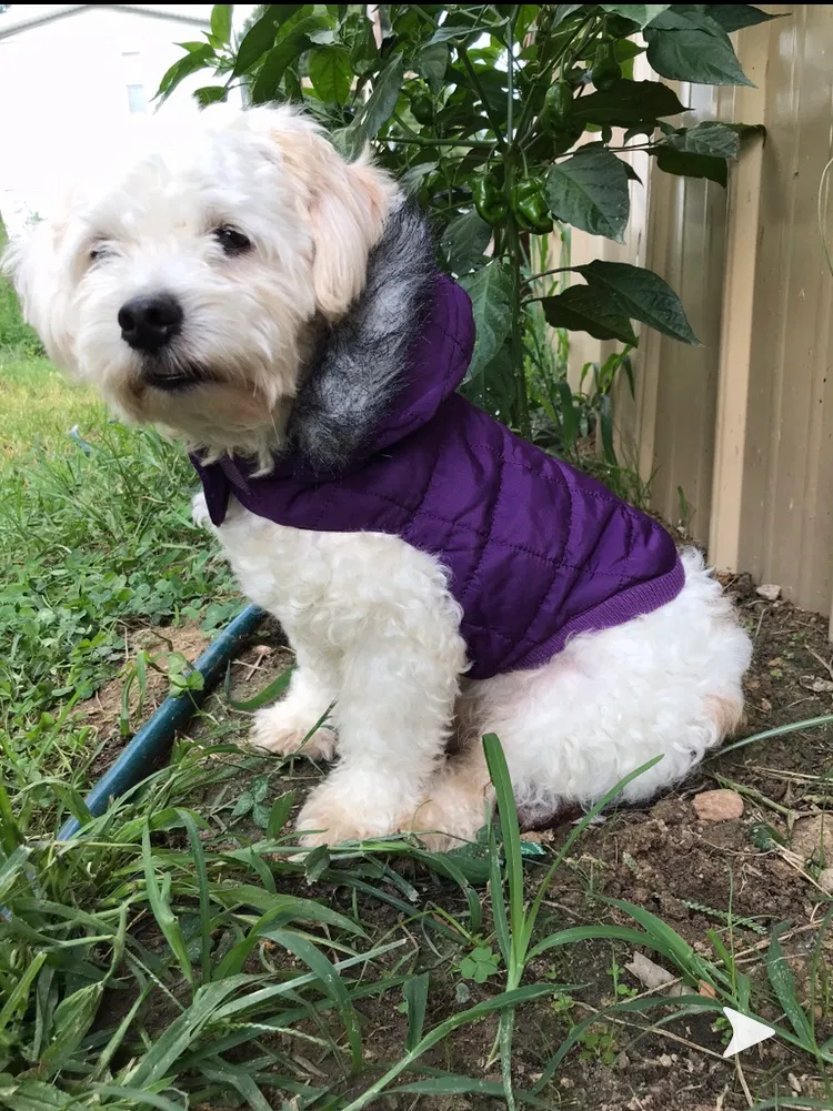 Lost dog in Kannapolis, NC, 28081