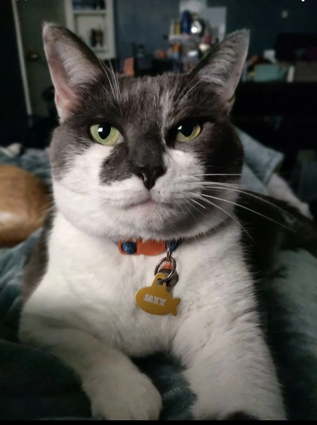 Lost cat in Chesapeake, VA, 23324
