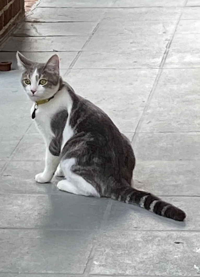 Lost cat in Tampa, FL, 33629