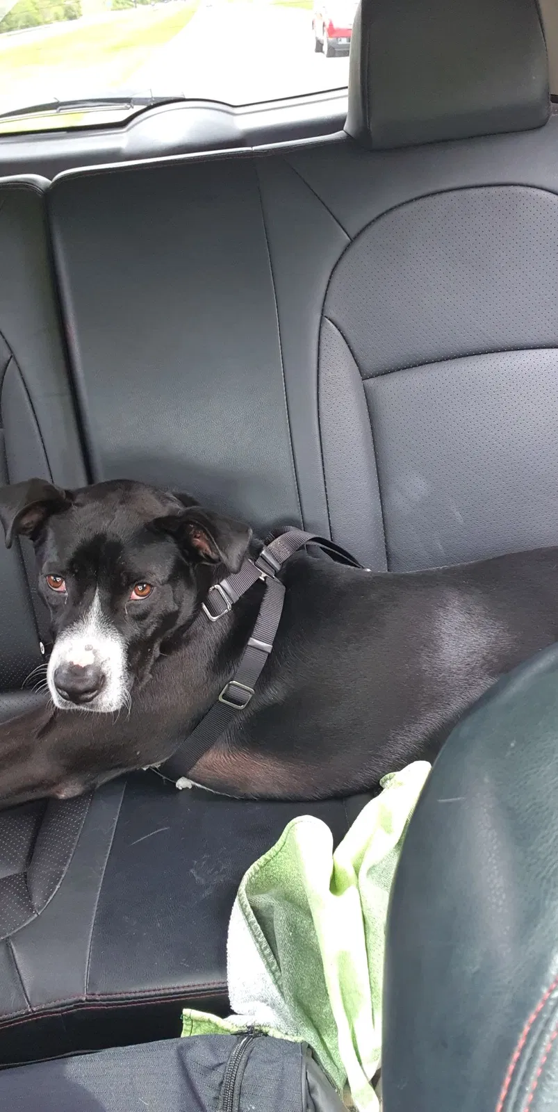 Lost dog in Gastonia, NC, 28052