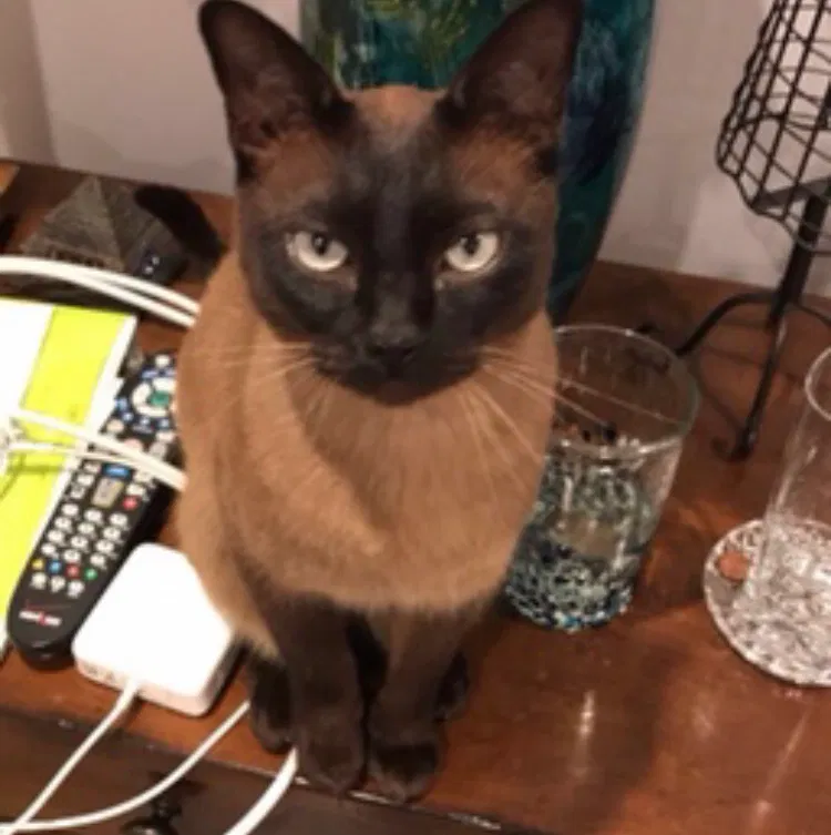 Lost cat in Belleair Beach, FL, 33786