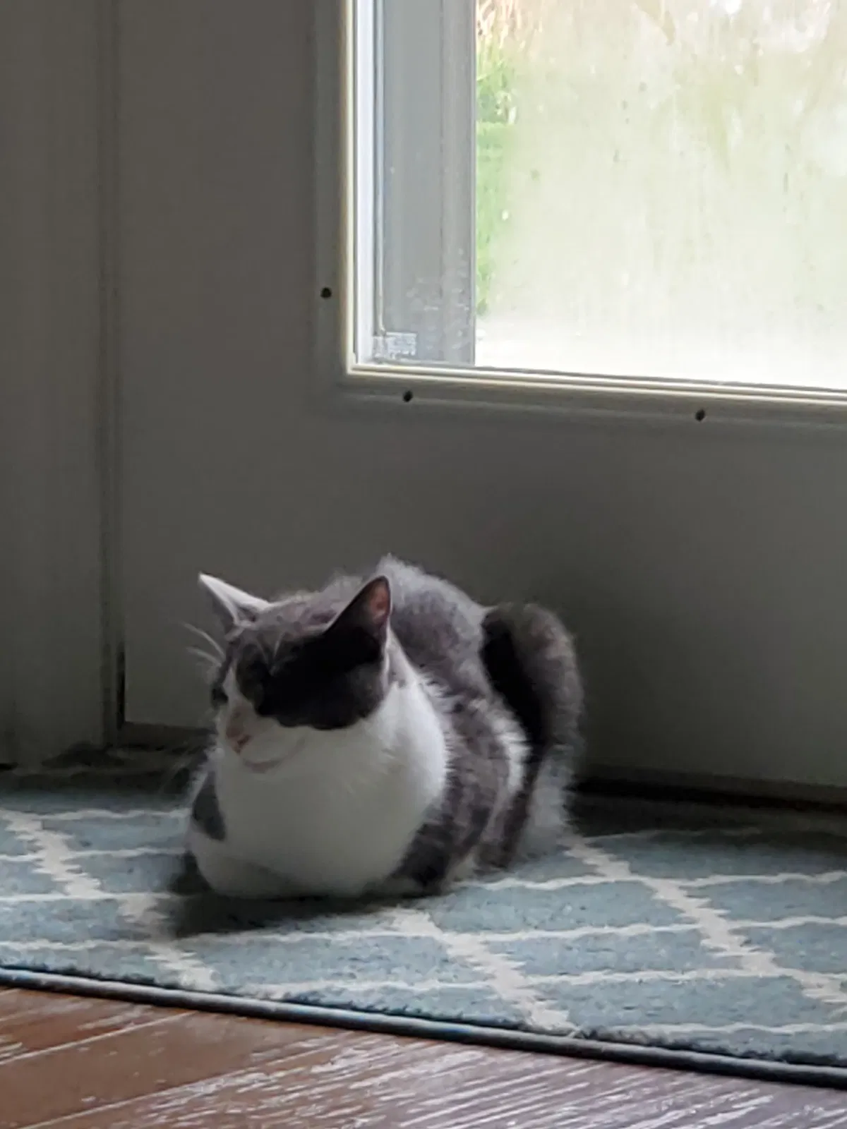 Lost cat in Oak Creek, WI, 53154