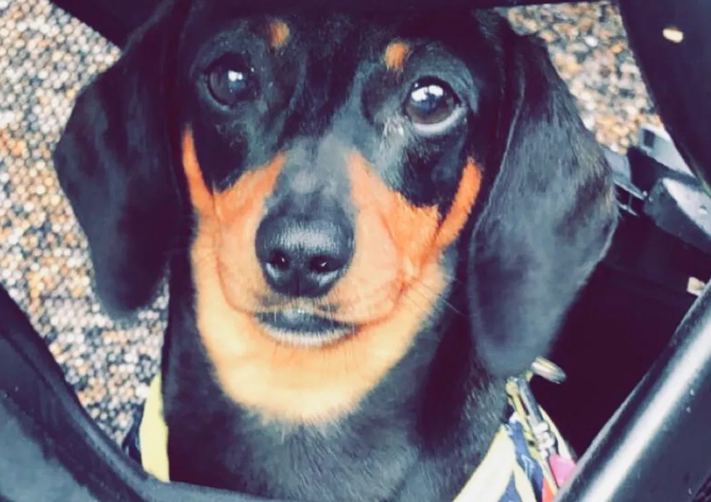 Lost dog in Crowley, TX, 76036