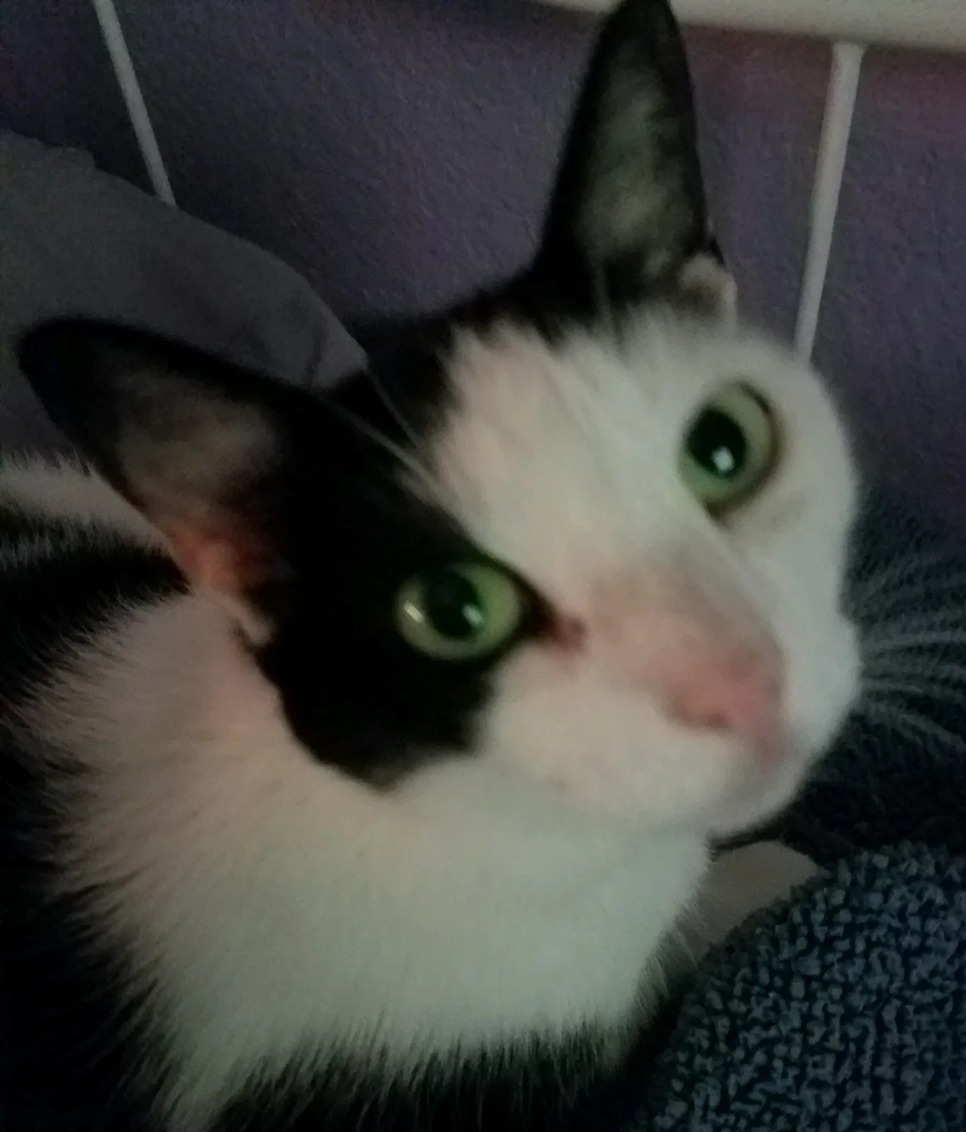 Lost cat in Fort Worth, TX, 76118