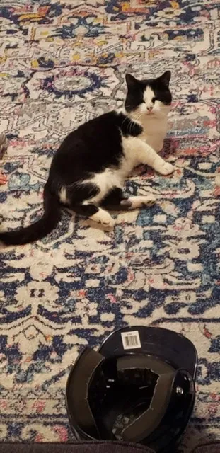 Lost cat in Chesapeake, VA, 23322