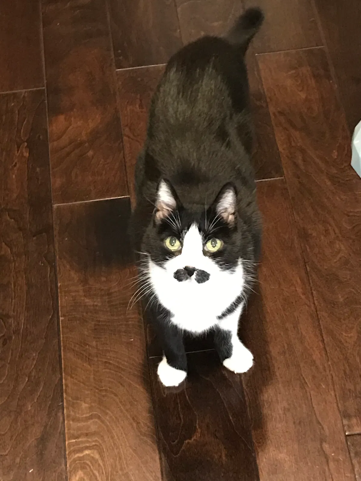 Lost cat in Roseville, CA, 95747
