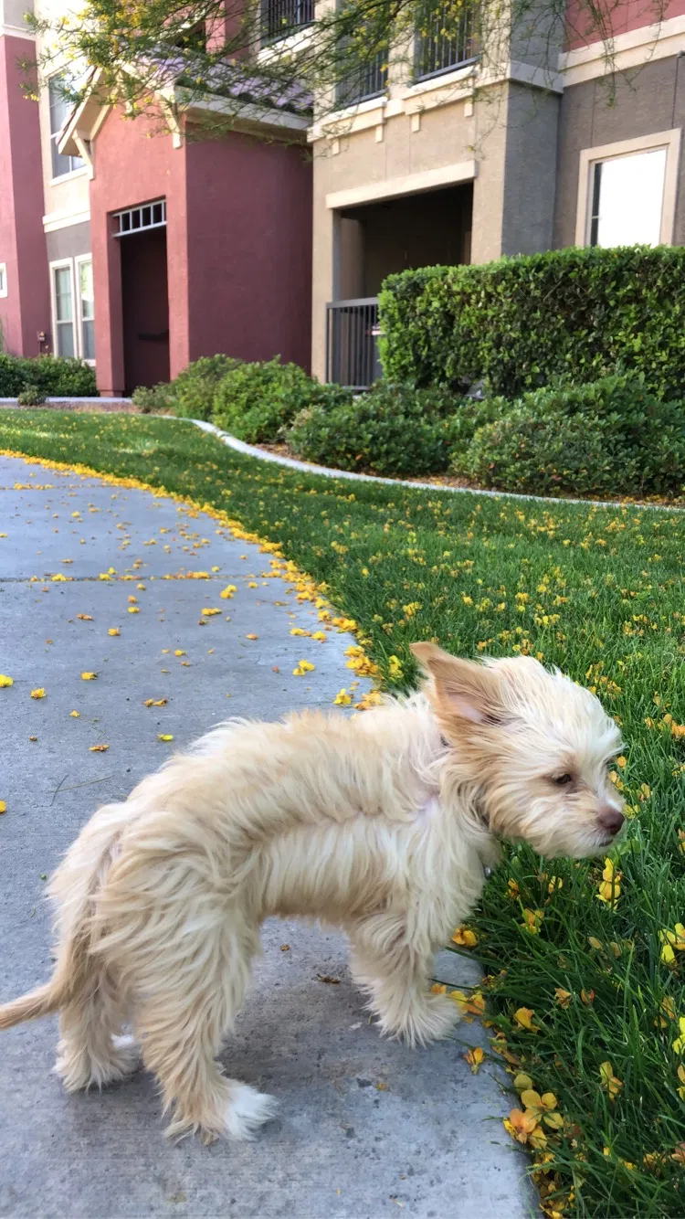 Lost dog in North Las Vegas, NV, 89030