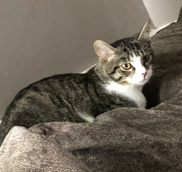Lost cat in Homestead, PA, 15120