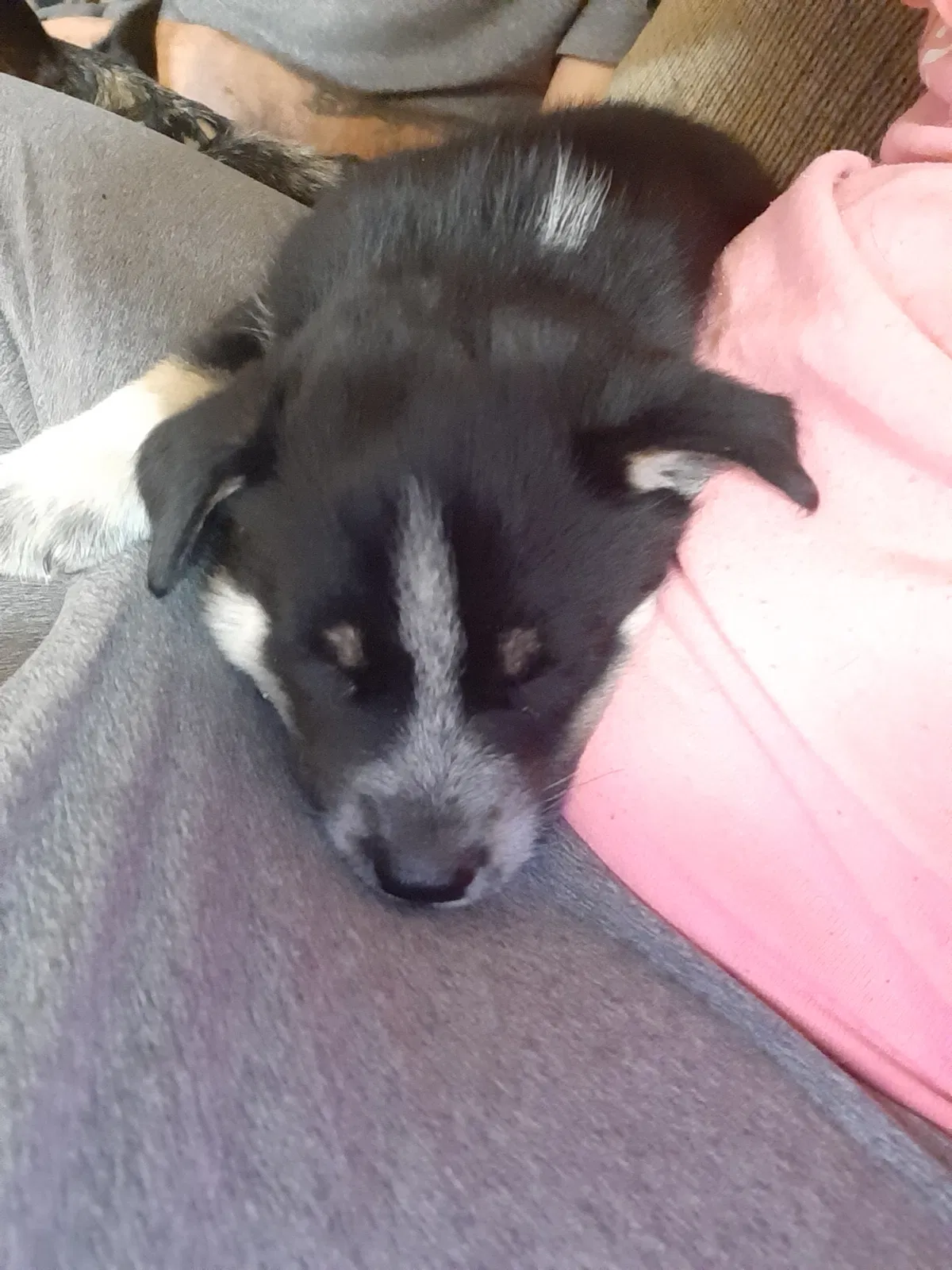 Lost dog in Tucson, AZ, 85706