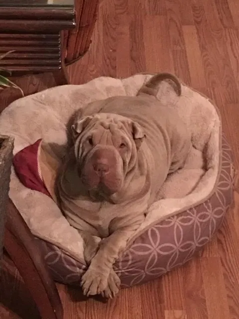 Lost dog in Stone Mountain, GA, 30087
