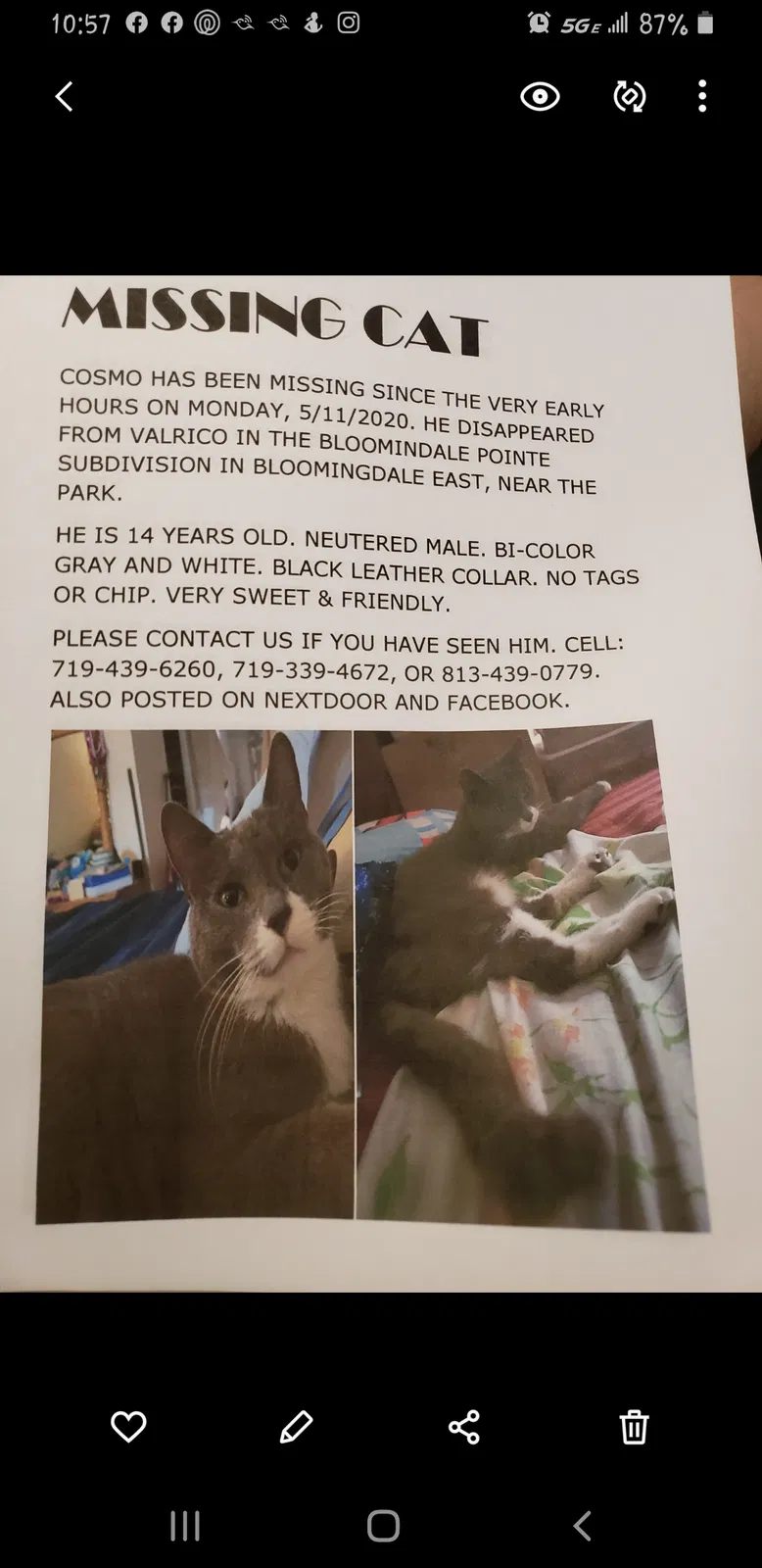 Lost cat in Valrico, FL, 33596