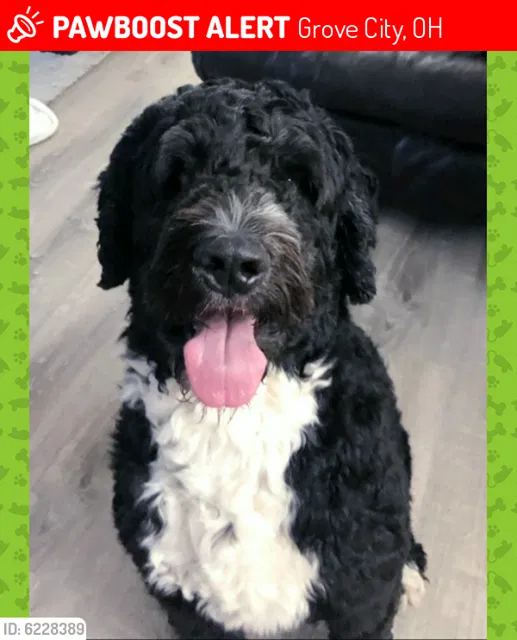 Lost dog in Grove City, OH, 43123