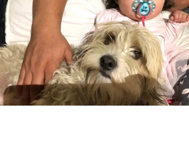 Lost dog in Colton, CA, 92324