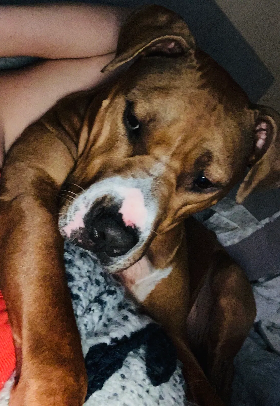 Lost dog in Norfolk, VA, 23503