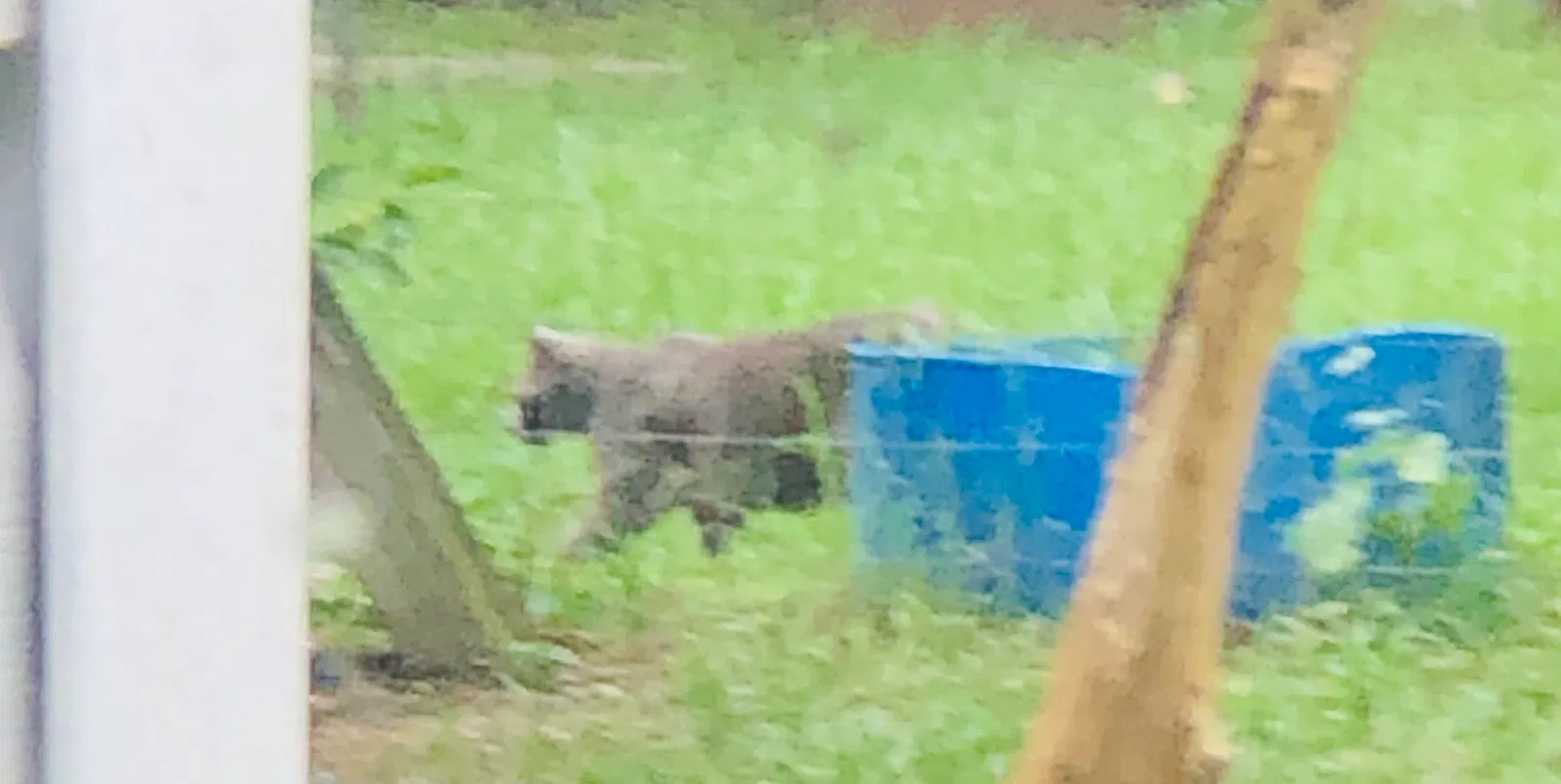 Found cat in Fayetteville, NC, 28311