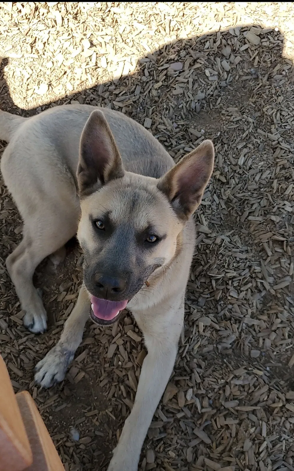 Lost dog in Albuquerque, NM, 87105