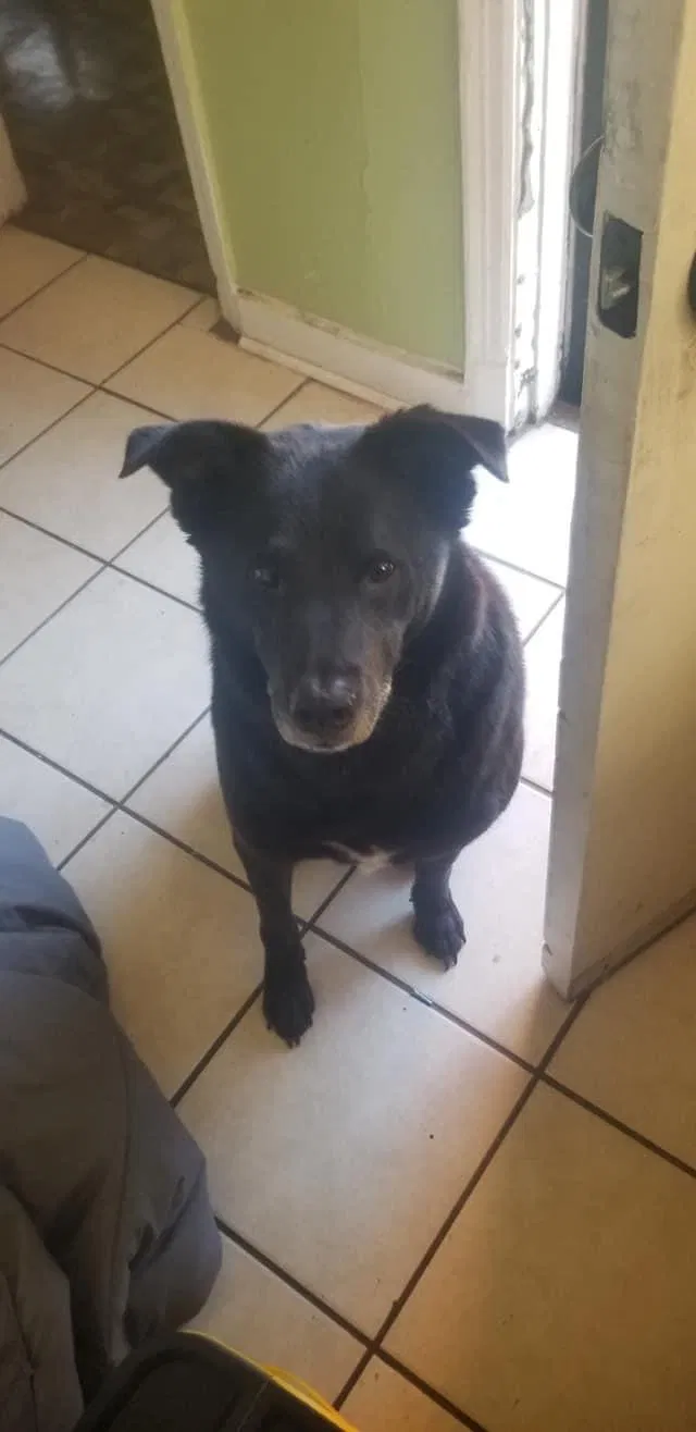 Lost dog in Memphis, TN, 38106