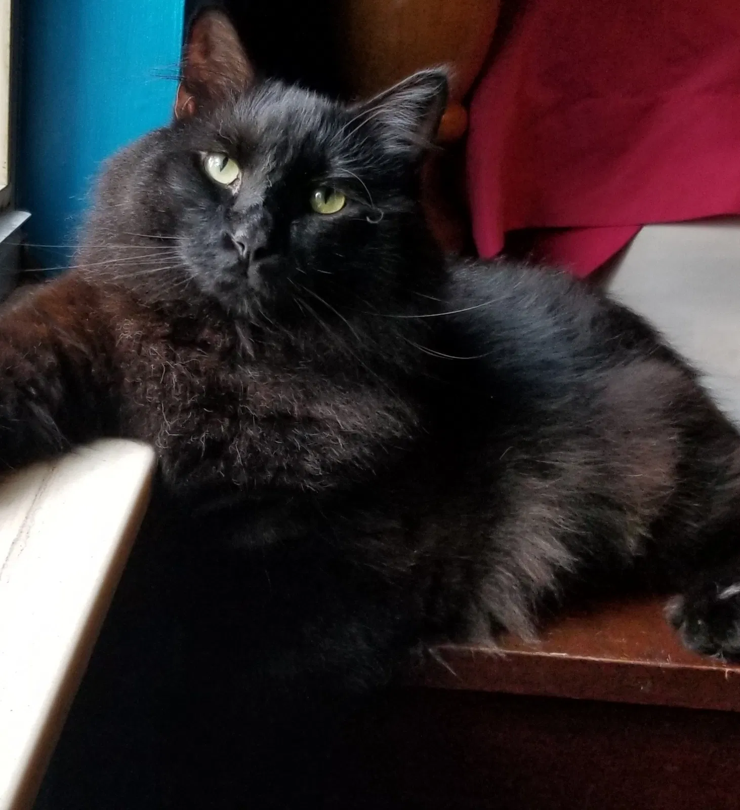 Lost cat in Knoxville, TN, 37934