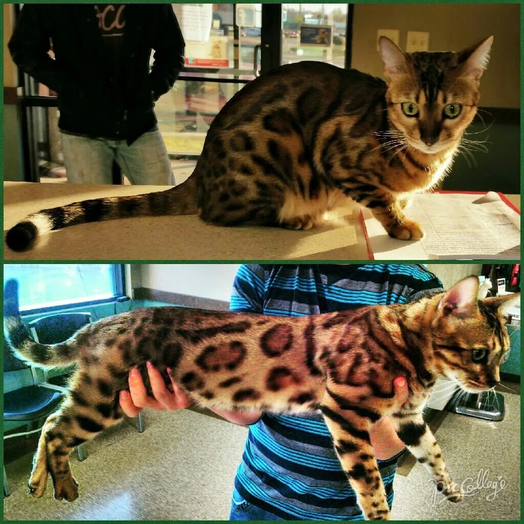 Lost cat in Maumelle, AR, 72113