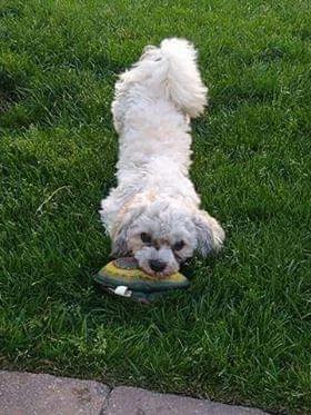 Lost dog in Palmyra, PA, 17078