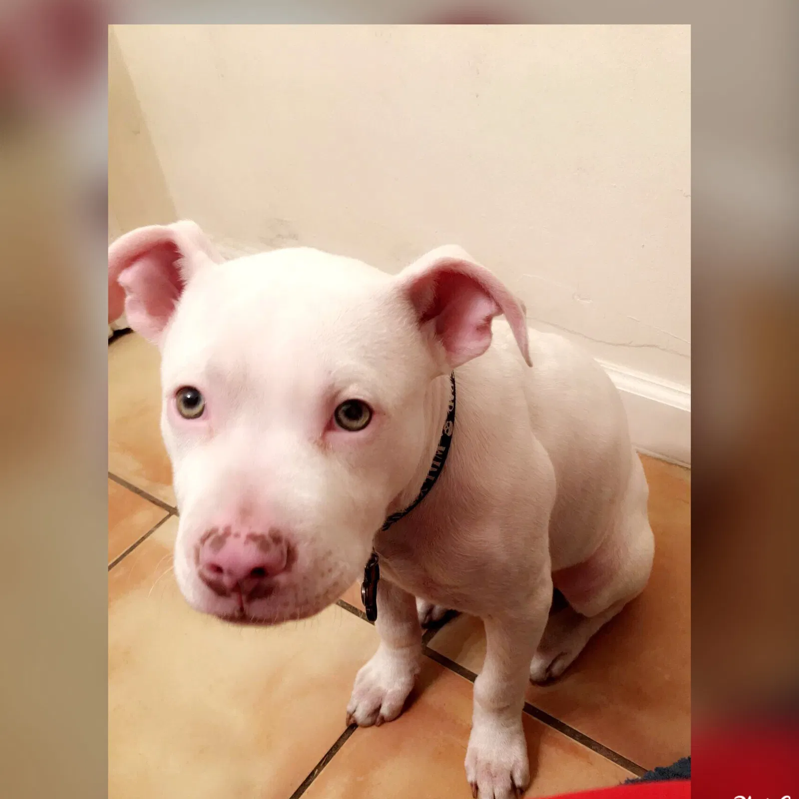 Lost dog in Lehigh Acres, FL, 33974