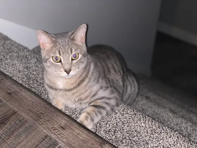 Lost cat in Verona, WI, 53593