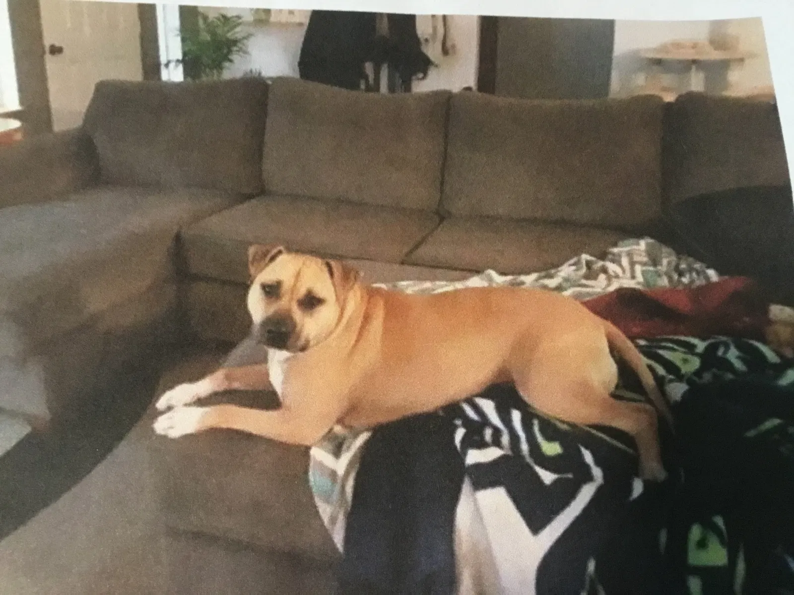 Lost dog in Gig Harbor, WA, 98335