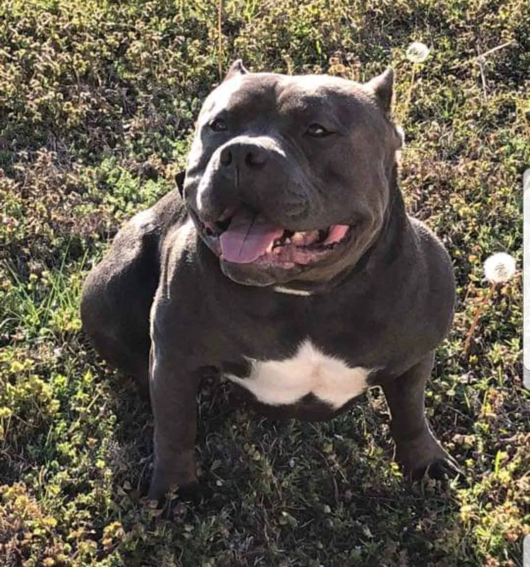 Lost dog in Tulsa, OK, 74105