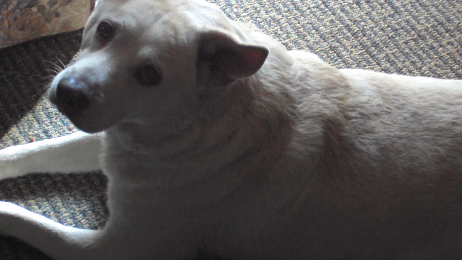 Lost dog in Denton, NC, 27239