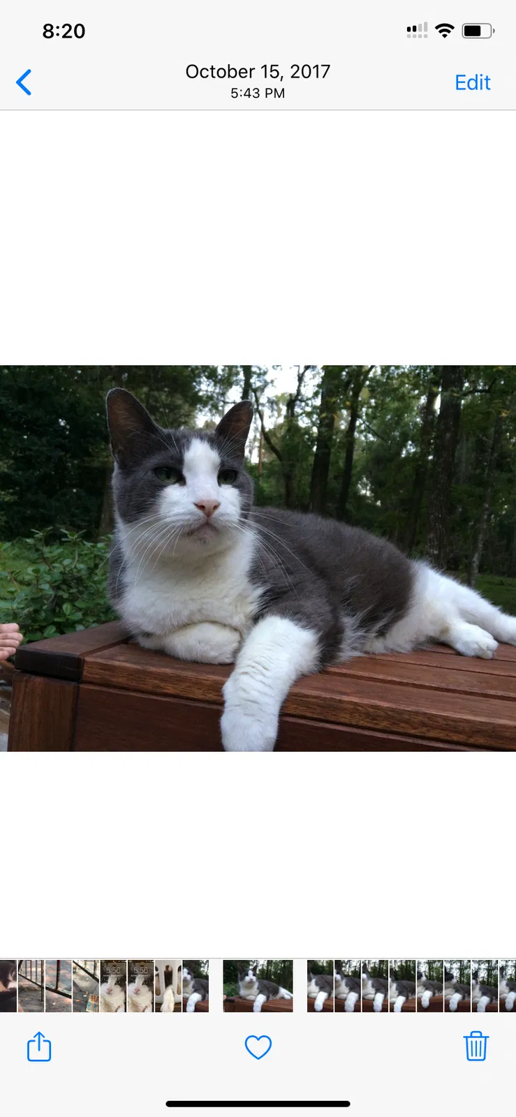 Lost cat in New Orleans, LA, 70115